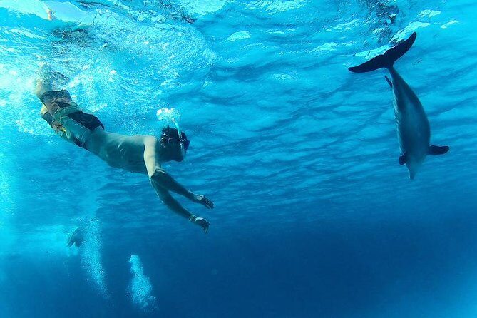 Swim with Dolphins Semi Private Speedboat Sea Tour - Hurghada - Snorkeling Adventures