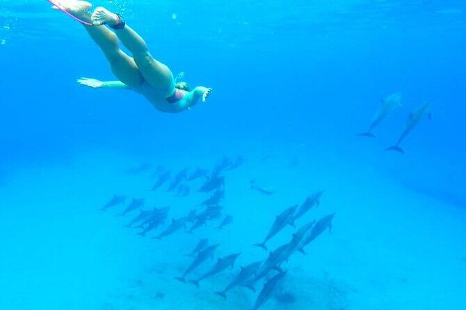 Swim with Dolphins & Snorkeling in Hurghada  Boat Trip & Lunch - Practical Aspects and Considerations