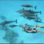 Swim with Dolphins VIP snorkeling Boat Trip with lunch - Hurghada - Visiting Details and Practical Tips