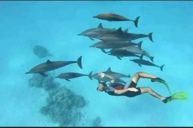 Swim with Dolphins VIP snorkeling Boat Trip with lunch - Hurghada - Visiting Details and Practical Tips