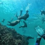 Swim with Seals - The Boat Ride: Scenic and Exciting
