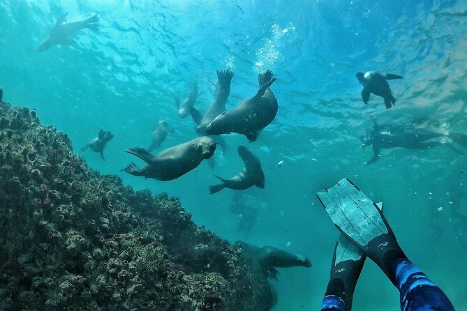 Swim with Seals - The Boat Ride: Scenic and Exciting