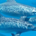 Swim with Wild Dolphins in Hurghada - Who Will Love This Tour?