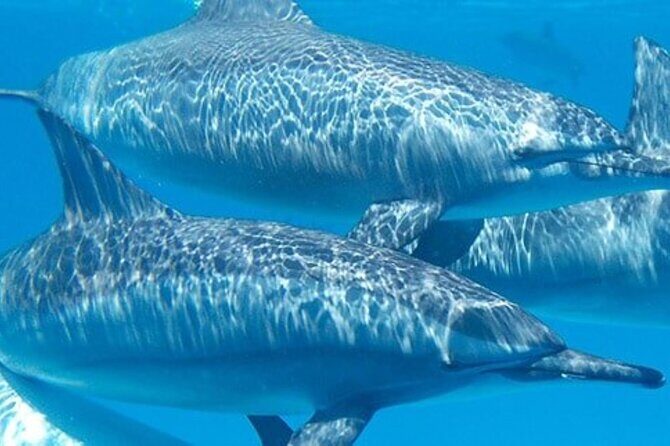 Swim with Wild Dolphins in Hurghada - Who Will Love This Tour?