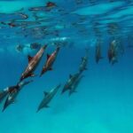 Swimming With Dolphin in Red Sea Adventure with Lunch - Hurgada - Who Is This Tour Best For?