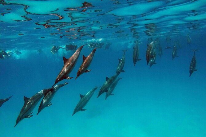 Swimming With Dolphin in Red Sea Adventure with Lunch - Hurgada - Who Is This Tour Best For?