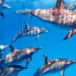 Swimming With Dolphin in SeaTrip adventure with Lunch in Hurghada - Why This Tour May Be Right for You