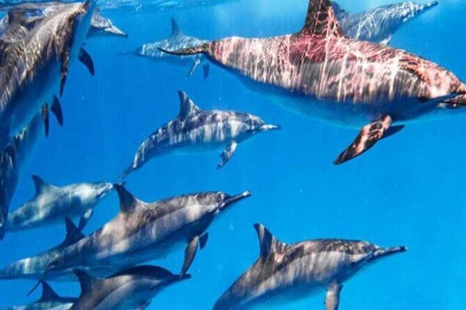 Swimming With Dolphin in SeaTrip adventure with Lunch in Hurghada - Why This Tour May Be Right for You