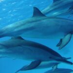 Swimming with Dolphin VIP Snorkeling Sea Trip With Lunch and Transfer - Hurghada - What Makes This Tour Stand Out?
