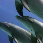 Swimming with Dolphins and Banana Boat Sea Trip Day Experience - Hurghada - Practical Tips for a Smooth Experience