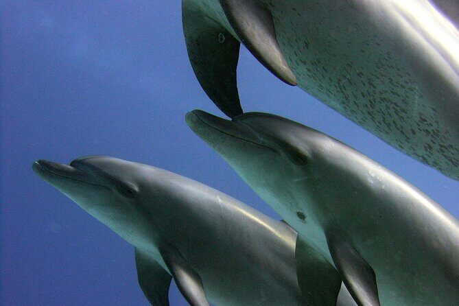 Swimming with Dolphins and Banana Boat Sea Trip Day Experience - Hurghada - Practical Tips for a Smooth Experience