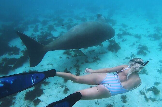 Swimming with Turtles in Abu Dabbab & Transfer -Hurghada - What Makes This Tour Stand Out?