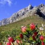 Table Mountain and Cape Town City Half-Day Trip - The Value of This Tour