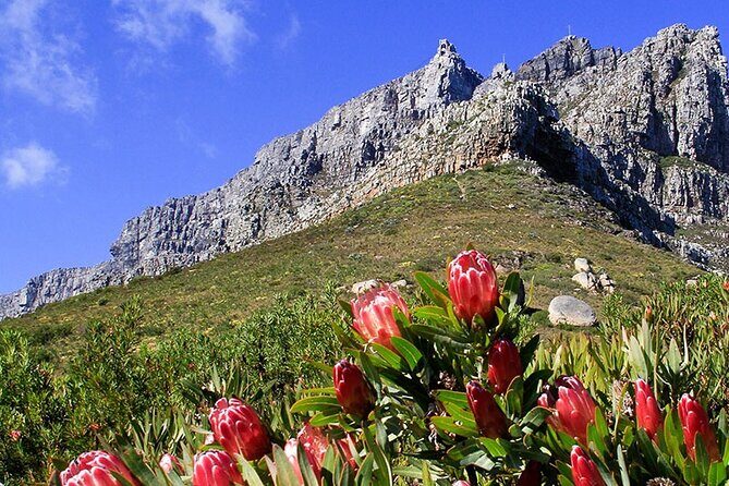 Table Mountain and Cape Town City Half-Day Trip - The Value of This Tour