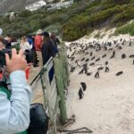 Table Mountain Boulder's Beach and Cape Point - The Sum Up