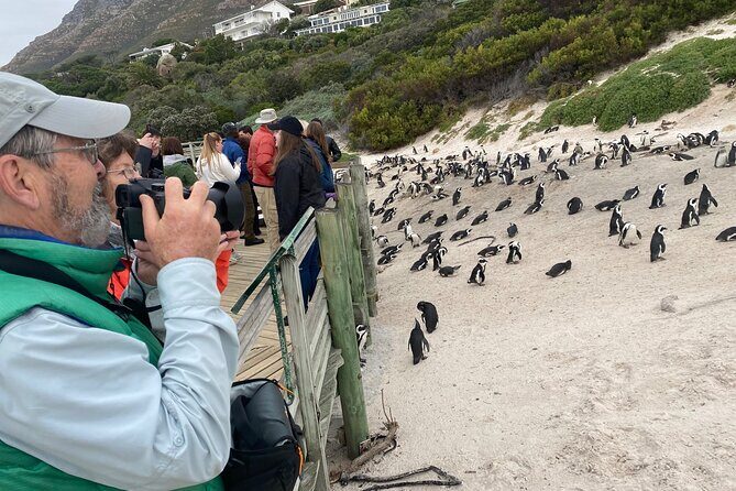 Table Mountain Boulder's Beach and Cape Point - The Sum Up