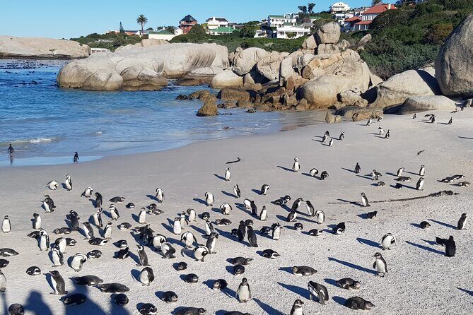 Table Mountain, Boulder's Penguins, Cape of Good Hope&Cape Point - The Value of This Tour