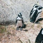 Table Mountain, Cape of good hope Full Day Shared Group Tour - Who Would Love This Tour?