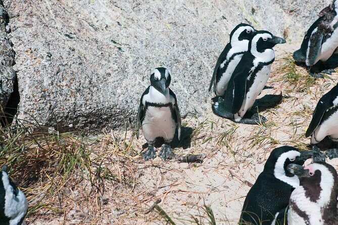 Table Mountain, Cape of good hope Full Day Shared Group Tour - Who Would Love This Tour?