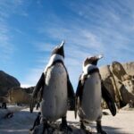 Table Mountain, Cape Point, and Penguins Boulders Beach Cape Town - Who Should Consider This Tour?