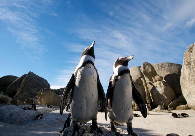 Table Mountain, Cape Point, and Penguins Boulders Beach Cape Town - Who Should Consider This Tour?