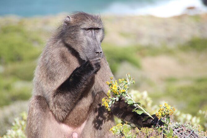 Table Mountain, Penguin,Cape Point Private Day Tour in Cape Town - Bo-Kaap: Colorful Charm and Cultural Insights