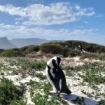 Table Mountain, Penguins, Cape of Good Hope: Private Tour - What Makes This Tour Stand Out?