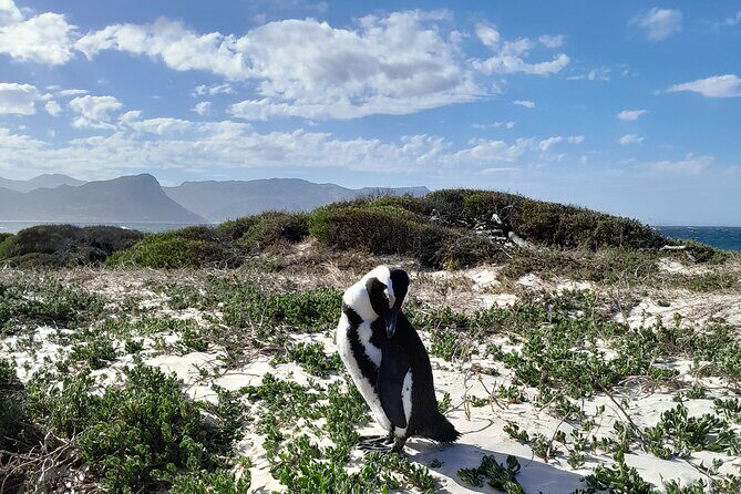Table Mountain, Penguins, Cape of Good Hope: Private Tour - What Makes This Tour Stand Out?
