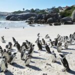 Table Mountain, Penguins Colony and Cape of Good Hope Small Group Shared Tour - Who Will Love This Tour?