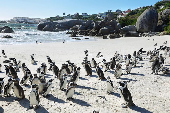 Table Mountain, Penguins Colony and Cape of Good Hope Small Group Shared Tour - Who Will Love This Tour?
