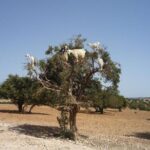 Tafraout and Tiznit Guided Day Tour from Agadir - Authentic Insights and Real Traveler Experiences