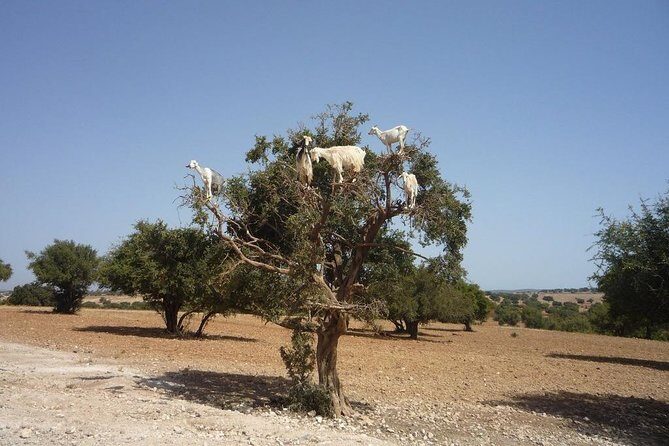 Tafraout and Tiznit Guided Day Tour from Agadir - Authentic Insights and Real Traveler Experiences