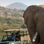 Tala Game Reserve, Phezulu Safari & Natal Lion Park Full Day Tour From Durban - Deep Dive Into the Itinerary