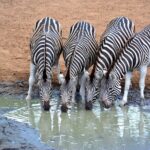 Tala Mini Day Safari - Durban - Cost and Value
