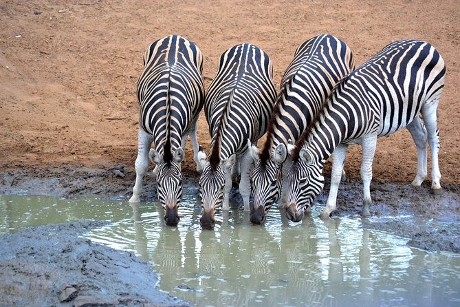 Tala Mini Day Safari - Durban - Cost and Value