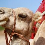 Tangier Private Customized Tours - Who Will Love This Tour?