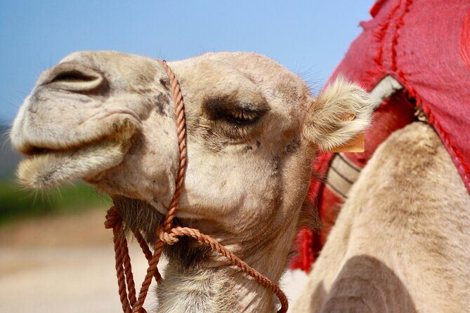 Tangier Private Customized Tours - Who Will Love This Tour?
