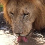 Tanzania 4 Days 3 Nights Budget camping safari to Serengeti and Ngorongoro - What Travelers Say: Authentic Insights and Tips