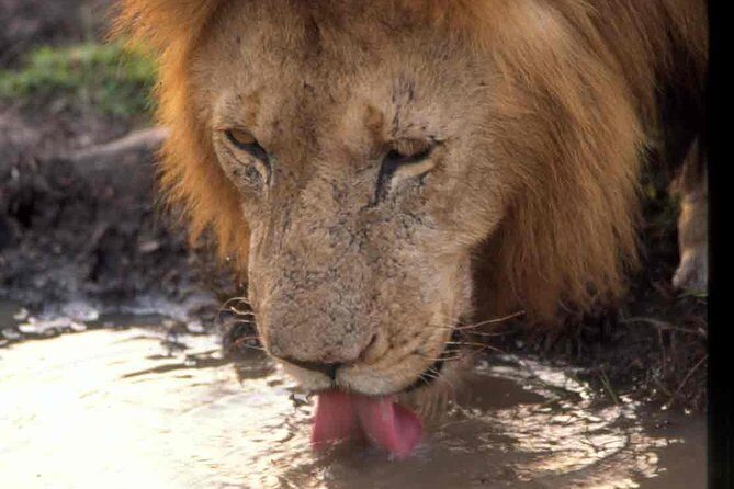 Tanzania 4 Days 3 Nights Budget camping safari to Serengeti and Ngorongoro - What Travelers Say: Authentic Insights and Tips