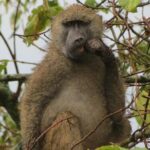 Tanzania - Arusha NP - Private Guided 4x4 Safari - Game Drive & Walking - Final Thoughts and Who Will Love This Safari