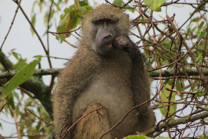 Tanzania - Arusha NP - Private Guided 4x4 Safari - Game Drive & Walking - Final Thoughts and Who Will Love This Safari
