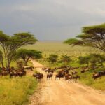 Tanzania Classic - 7 Days - Transport, Accommodation, and Value