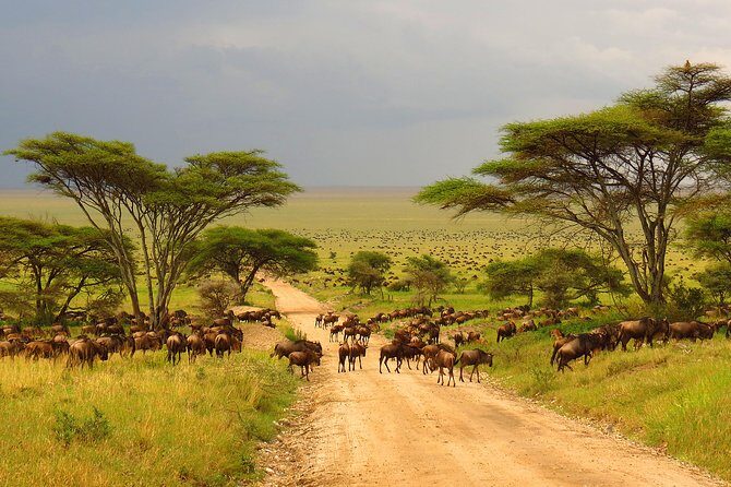 Tanzania Classic - 7 Days - Transport, Accommodation, and Value