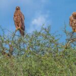 Tanzania Classic Safari 3 Days / 2 Nights - What Reviewers Say About the Experience