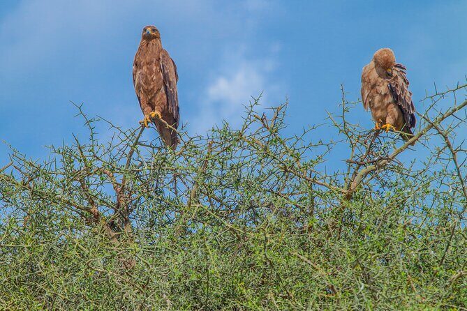 Tanzania Classic Safari 3 Days / 2 Nights - What Reviewers Say About the Experience
