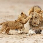 Tanzania Classic Safari - 7 Days - Transport, Guides, and Comfort