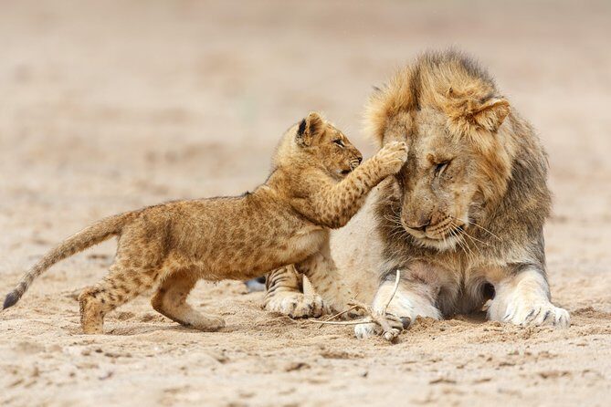 Tanzania Classic Safari - 7 Days - Transport, Guides, and Comfort