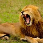 Tanzania Day Tour to Ngorongoro Crater- Lowest Price - Detailed Breakdown of the Itinerary