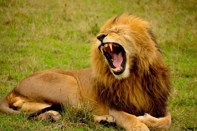 Tanzania Day Tour to Ngorongoro Crater- Lowest Price - Detailed Breakdown of the Itinerary