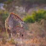 Tanzania Enticing Explorations - 6 Days - How the itinerary unfolds